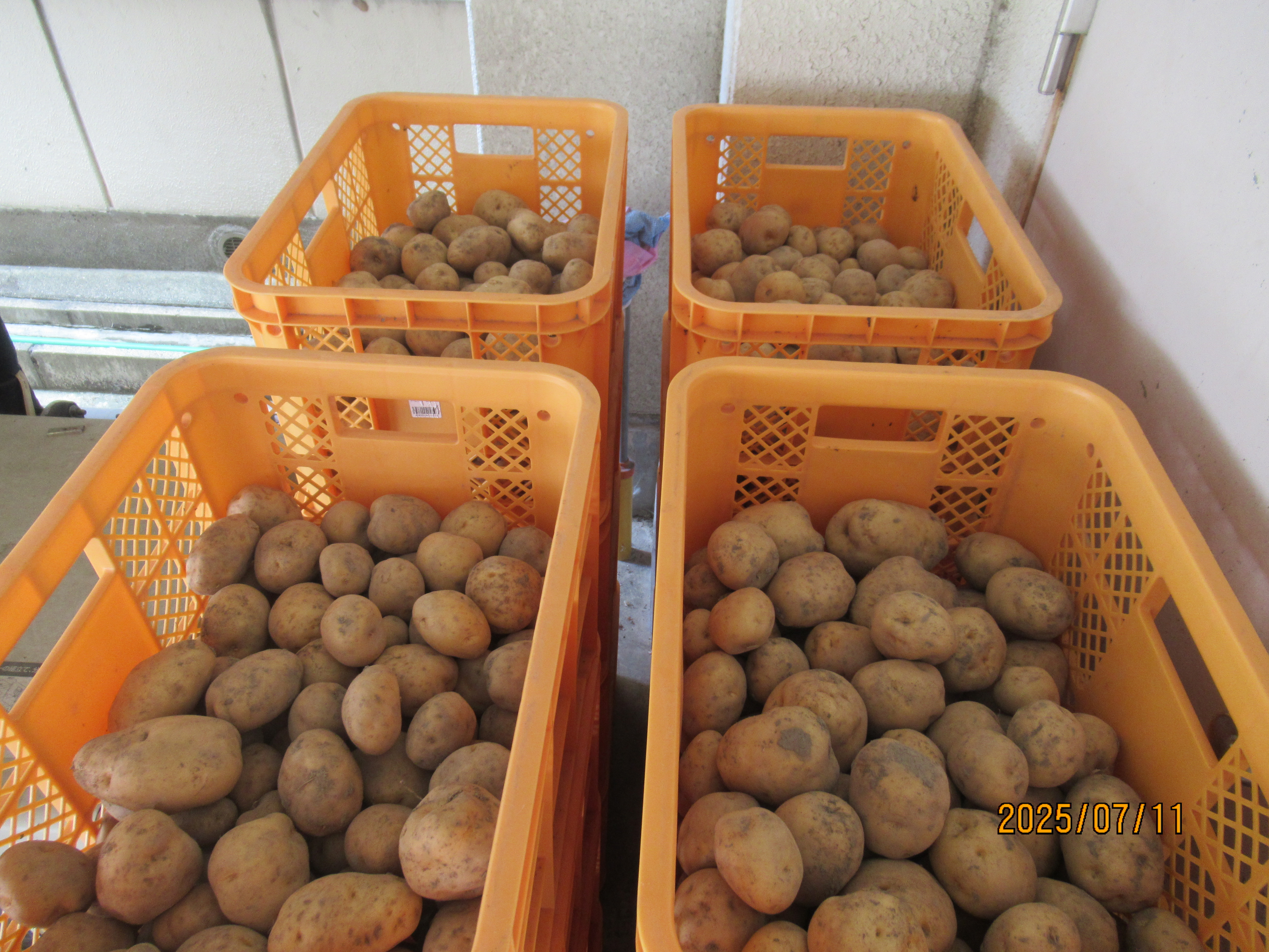 プレゼント事業の写真じゃがいも