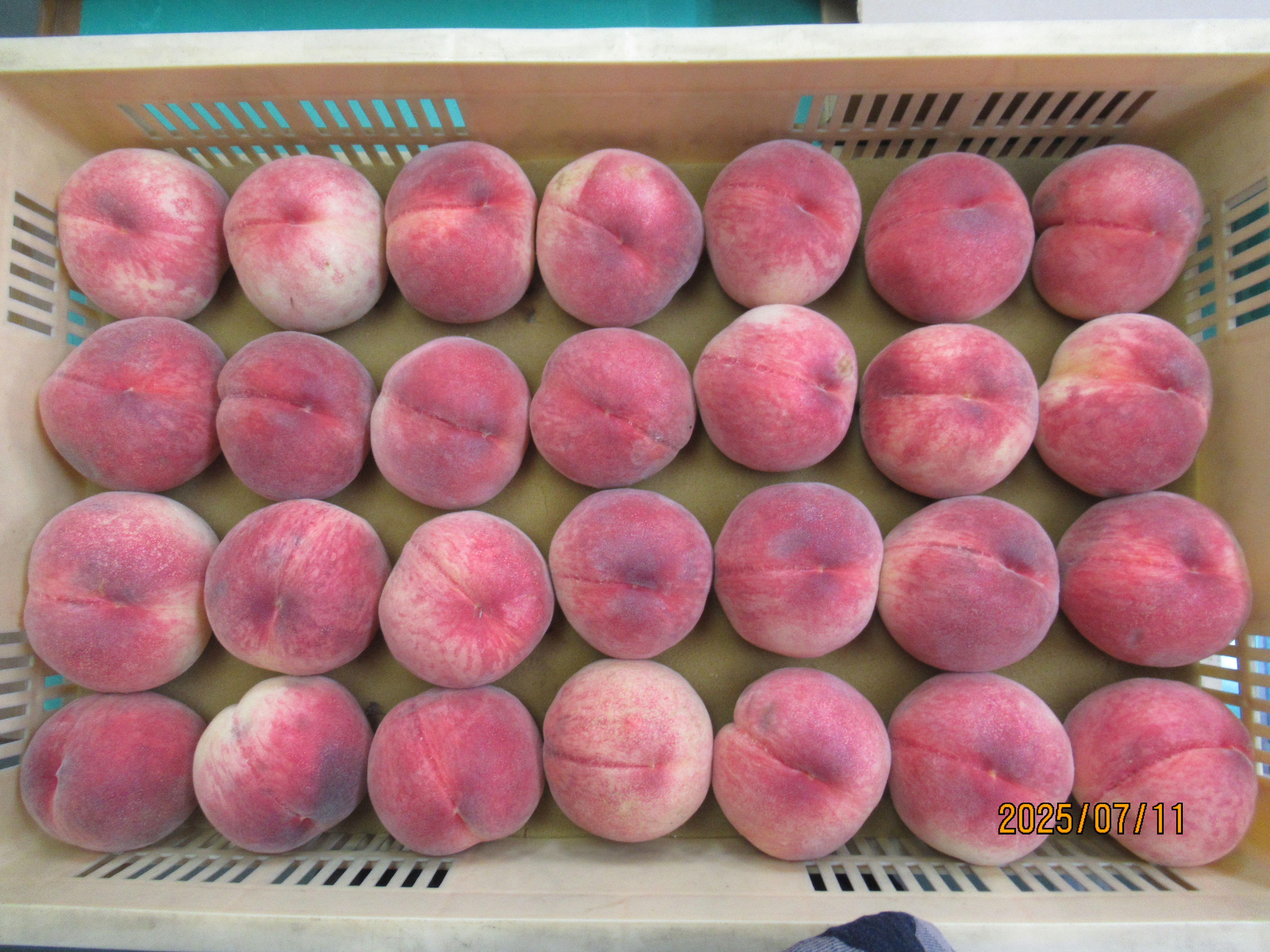 プレゼント事業の写真桃